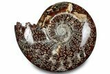 Polished Ammonite (Cleoniceras) Fossil - Madagascar #283288-1
